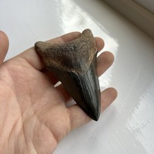 3.5 megalodon shark for sale  BATH