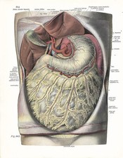 Stampa antica ANATOMIA DELL' ADDOME VENTRE medicina Sobotta 1931 Antique print comprar usado  Enviando para Brazil