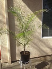 Wedding palm live for sale  USA
