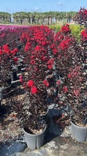 Lagerstroemia indica b.d. usato  Pontinia