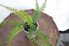 Northern maidenhair fern for sale  NEWCASTLE EMLYN