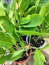 Comfrey plants 9cm for sale  LONDON