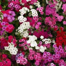 Phlox tall mix for sale  Sevierville