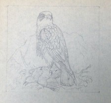 Peregrine falcon prey for sale  LONDON