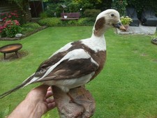 Vogelpräparat eisente ente gebraucht kaufen  Wietmarschen