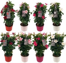 Mandevilla dipladenia exotisch gebraucht kaufen  Wurzen