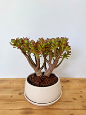 Zimmerbonsai geldbaum crassula gebraucht kaufen  Böhl-Iggelheim