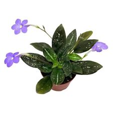 Bubbleblooms harmony michaelmo for sale  Apopka
