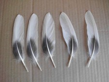 Weiss graue gänsefedern gebraucht kaufen  Warendorf