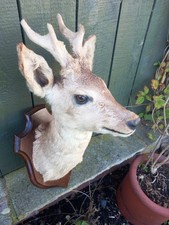 Taxidermy roe deer for sale  HARTLEPOOL