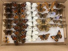 butterflies moths for sale  LONDON