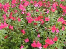 Graines salvia microphylla d'occasion  Paris II