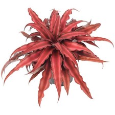 Red earth star for sale  Waxhaw