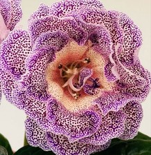 Gloxinia hawaiian breeze. for sale  Summerville