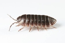 Live isopods bioactive d'occasion  Expédié en Belgium