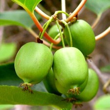 Pianta kiwi arguta usato Pianta kiwi arguta usato  Maddaloni