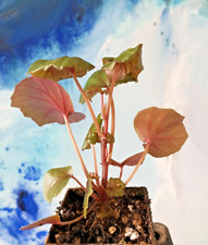 Begonia dregei pflanze gebraucht kaufen  Ochtrup