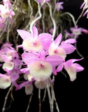 Dendrobium aphyllum krairith for sale  Orlando