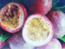 Graines fruit passion d'occasion  Saintes