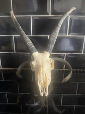 Real ram skull for sale  LEICESTER