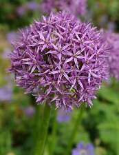 Giant allium purple for sale  Benton Harbor