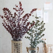 Eucalyptus bund silver gebraucht kaufen  Bruck