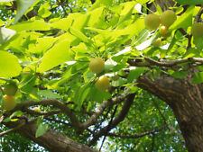 Ginkgobaum ginkgo biloba gebraucht kaufen  Tauberbischofsheim