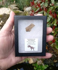 Genuine rare tyrannosaurus for sale  WREXHAM
