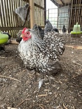 Chocolate laced pekin for sale  EGREMONT
