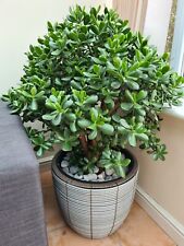 10x jade money for sale  CRADLEY HEATH