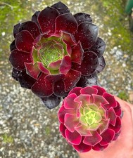 Aeonium medusa blood for sale  STOKE-ON-TRENT