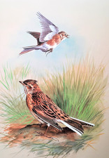 Skylarks one flight. for sale  NELSON