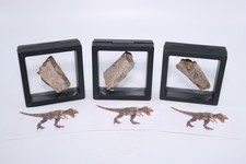 Tyrannosaurus rex rex for sale  West Valley City