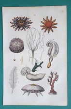 Marine life sunstar for sale  Manassas