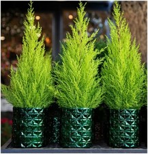 Dwarf conifer cupressus for sale  PRESTON