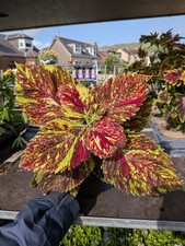 Coleus pot variegated for sale  LARGS