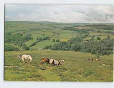 Postcard ponies dartmeet for sale  Stevens Point