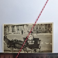 Vintage photograph goat for sale  RADSTOCK