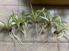 Spider babies rooted for sale  Manteca
