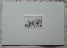 Whippet signed numbered for sale  LONDON
