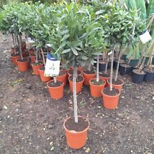 Laurus nobilis 80cm for sale  EGHAM