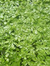 Bunches starweed starwort for sale  LOUTH