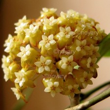Hoya viola porzellanblume gebraucht kaufen  Tuttlingen
