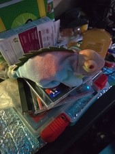 Beanie baby collection for sale  Gainesville