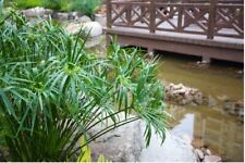 Umbrella palm cyperus for sale  Saint Augustine