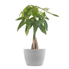 Money tree live for sale  Los Angeles