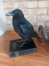 Taxidermy carrion crow for sale  HARTLEPOOL