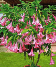 Semi brugmansia rosa usato  Spedire a Italy
