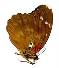 Insect moth butterfly d'occasion  Expédié en Belgium