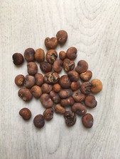 Graines baobab germination d'occasion  Romainville
